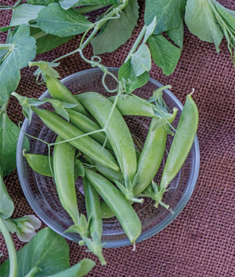 VibeX Pea, Peas-in-a-Pot Seed(120 per packet)