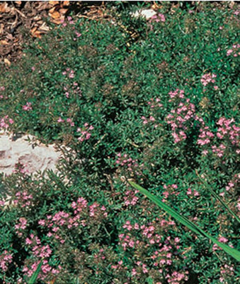 VibeX Thyme, Creeping Seed(120 per packet)