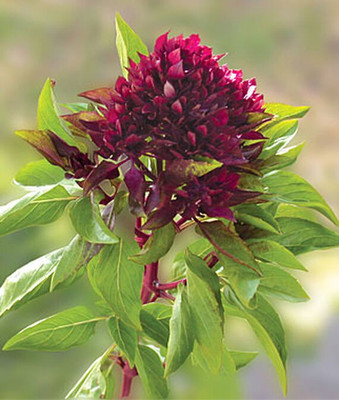VibeX Basil Cardinal Seed(120 per packet)