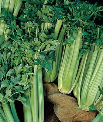 VibeX Organic Celery, Tall Utah 52-70R Improved Seed(120 per packet)