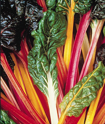 VibeX Swiss Chard, Bright Lights Seed(120 per packet)