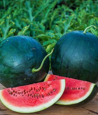 VibeX Watermelon, Blacktail Mountain Seed(50 per packet)