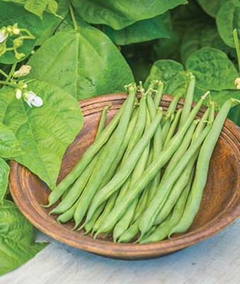 VibeX F1 Hybrid Bean, Pole Kentucky Blue Seed(75 per packet)
