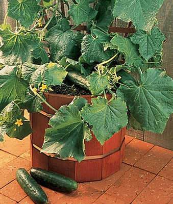 VibeX Cucumber Seed(120 per packet)
