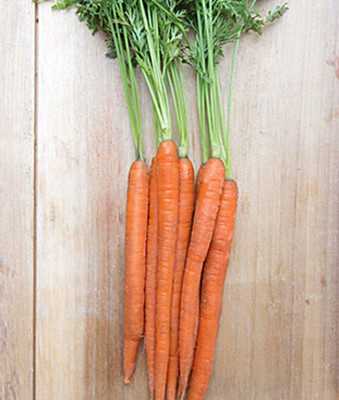 VibeX Carrot, Mokum Hybrid Seed(120 per packet)