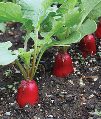 VibeX Radish Seed(120 per packet)