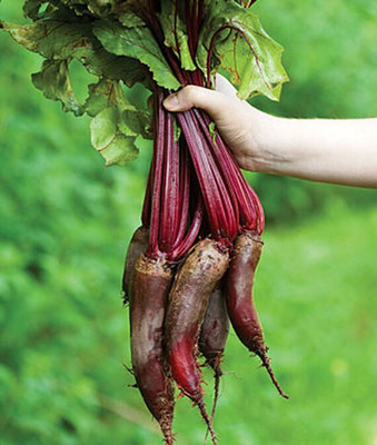 VibeX Red Cylindra Beetroot Seed(120 per packet)