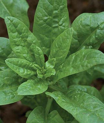 VibeX Organic Bloomsdale Long Standing Spinach Seed(120 per packet)