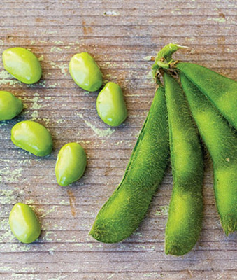 VibeX Bean Soy Midori Giant Organic Seed Seed(75 per packet)