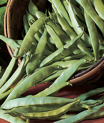 VibeX Roma II Bush Bean Seed(75 per packet)