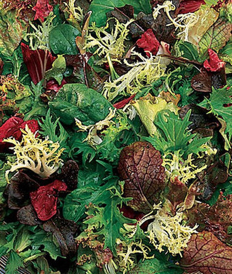 VibeX Mesclun Classic Seed(120 per packet)