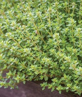 VibeX Fast Growing Common Thyme Seed(120 per packet)