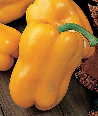 VibeX Sweet, Golden Giant II Hybrid Pepper Seed(120 per packet)