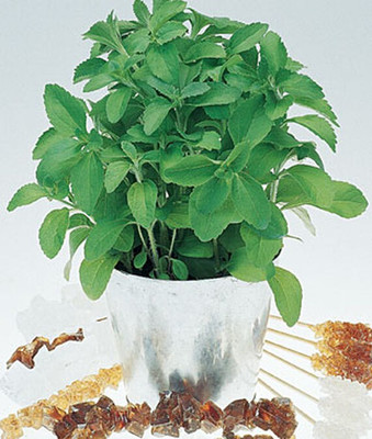 VibeX Stevia Seed(100 per packet)