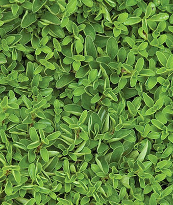 VibeX Marjoram, Sweet Seed(120 per packet)