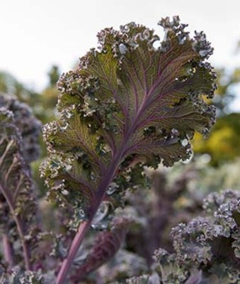 VibeX Kale, Scarlet Seed(120 per packet)