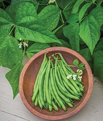 VibeX F1 Hybrid Blue Bean Lake 47 Bush Seed(75 per packet)