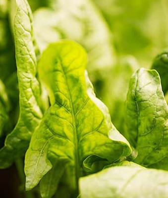 VibeX Double Take Hybrid Spinach Seed(120 per packet)