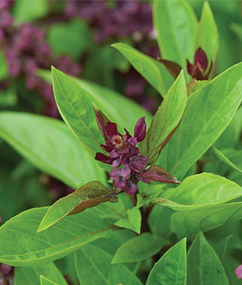 VibeX Organic Siam Queen Basil Seed(120 per packet)