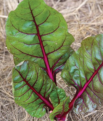 VibeX Red Magic Hybrid Swiss Chard Seed(120 per packet)