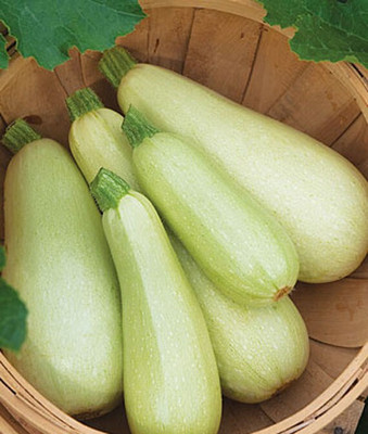 VibeX Squash, Eight Ball Zucchini Seed(50 per packet)