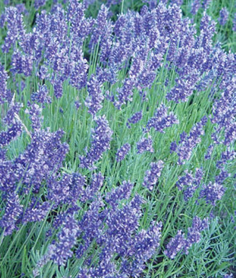 VibeX Lavender, English Seed(120 per packet)
