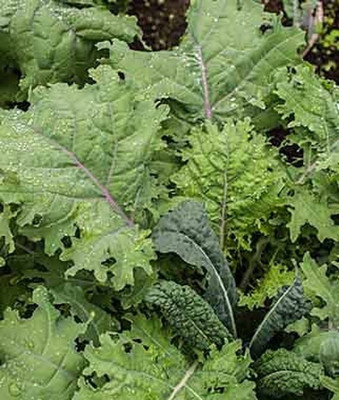 VibeX Hybrid Kale Storm Blend Seed(120 per packet)