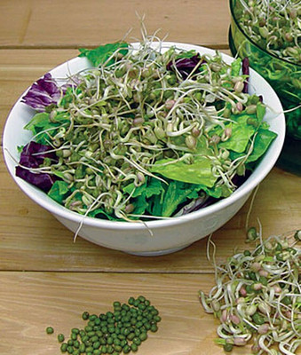 VibeX Sprout Seed, Mung Bean Seed(1500 per packet)