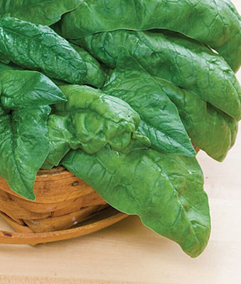 VibeX Spinach, Bloomsdale Long Standing Seed(120 per packet)