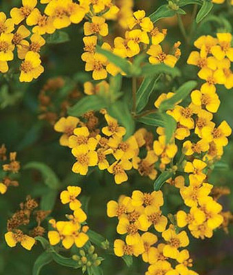 VibeX Marigold Seed(100 per packet)