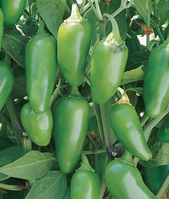 VibeX Pepper, Hot, Jalapeño M Seed(120 per packet)