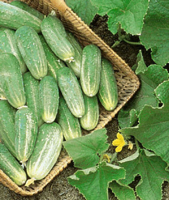 VibeX Organic Cucumber, Picklebush Seed(120 per packet)