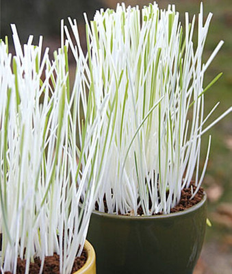 VibeX Cat Grass, Variegated Seed(120 per packet)