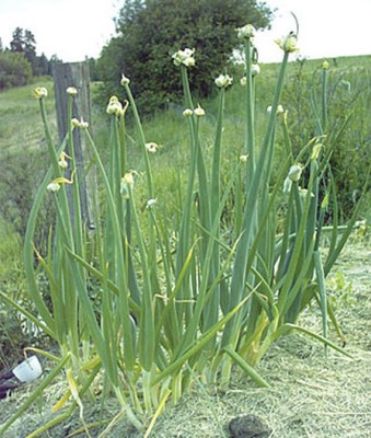 VibeX Onion, Exhibition Seed(120 per packet)