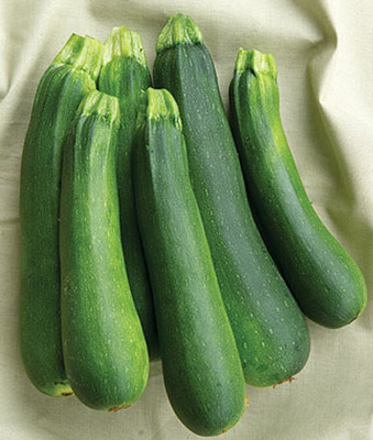 VibeX Squash, Best Hybrid Zucchini Seed(50 per packet)