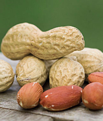 VibeX Jumbo Virginia Peanut Seed(120 per packet)