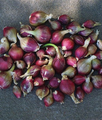 VibeX Onion, Egyptian Walking Onion Seed(120 per packet)