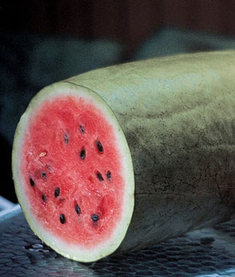 VibeX Watermelon, Charleston Gray Seed(50 per packet)