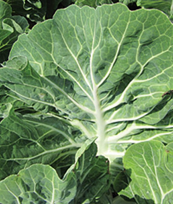 VibeX Kale, Tronchuda Beira Hybrid Seed(120 per packet)