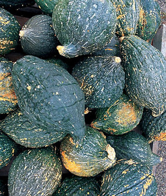 VibeX Squash Zucchini Limelight Hybrid Seed(50 per packet)