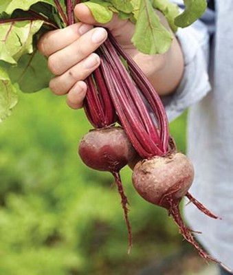 VibeX Early Wonder Organic Beetroot Seed(120 per packet)