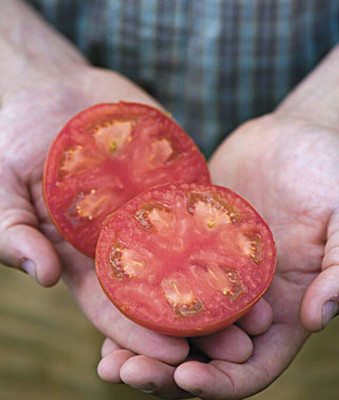 VibeX F1 Sweet Seedless Hybrid Tomato Seed(120 per packet)