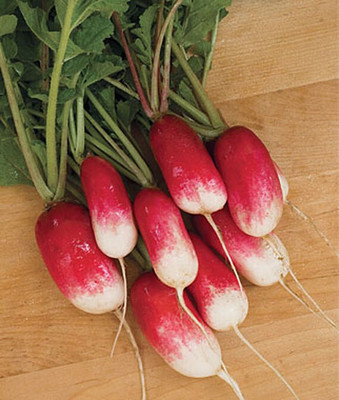 VibeX Radish, Early Scarlet Globe Seed(120 per packet)