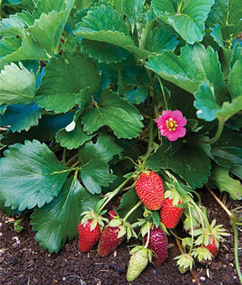 VibeX Tristan Strawberry Seed(60 per packet)