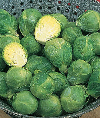 VibeX Organic Long Island Improved Brussels Sprouts Seed(120 per packet)