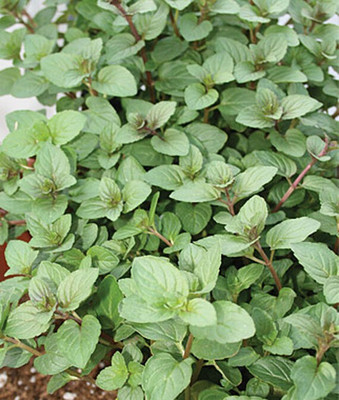 VibeX Mint, Peppermint Seed(120 per packet)
