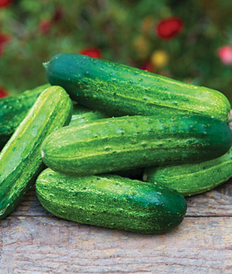 VibeX Organic Cucumber, Pick a Bushel Seed(120 per packet)