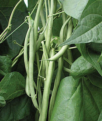 VibeX Bean Seed(75 per packet)