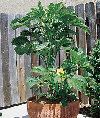 VibeX Organic Baby Bubba Hybrid Okra Seed(120 per packet)