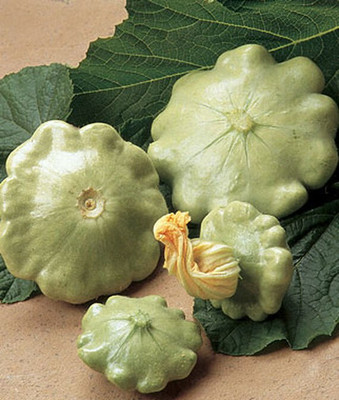 VibeX Peter Pan Hybrid (Scallop) Squash Seed(50 per packet)